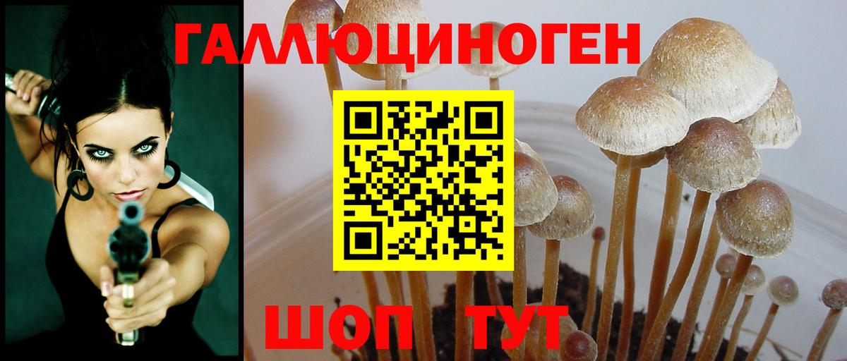 Галлюциногенные грибы Psilocybine cubensis Коркино